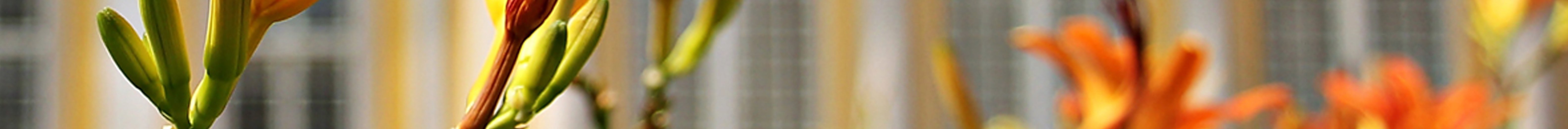 Descripción de la Imagen